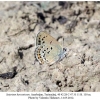 satyrium hyrcanicum turanchay female6